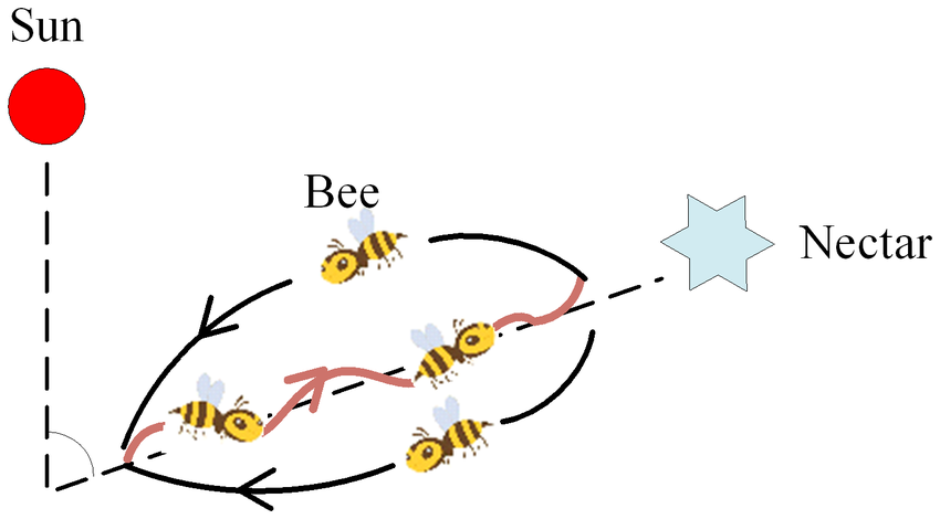 bee fun facts california