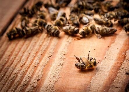 honeybee centre california