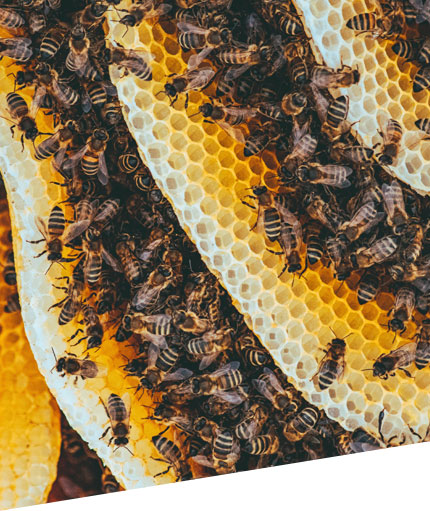 beekeeping in sandiego county